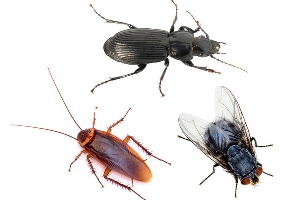 Residential Pest Control in Ridgefield WA