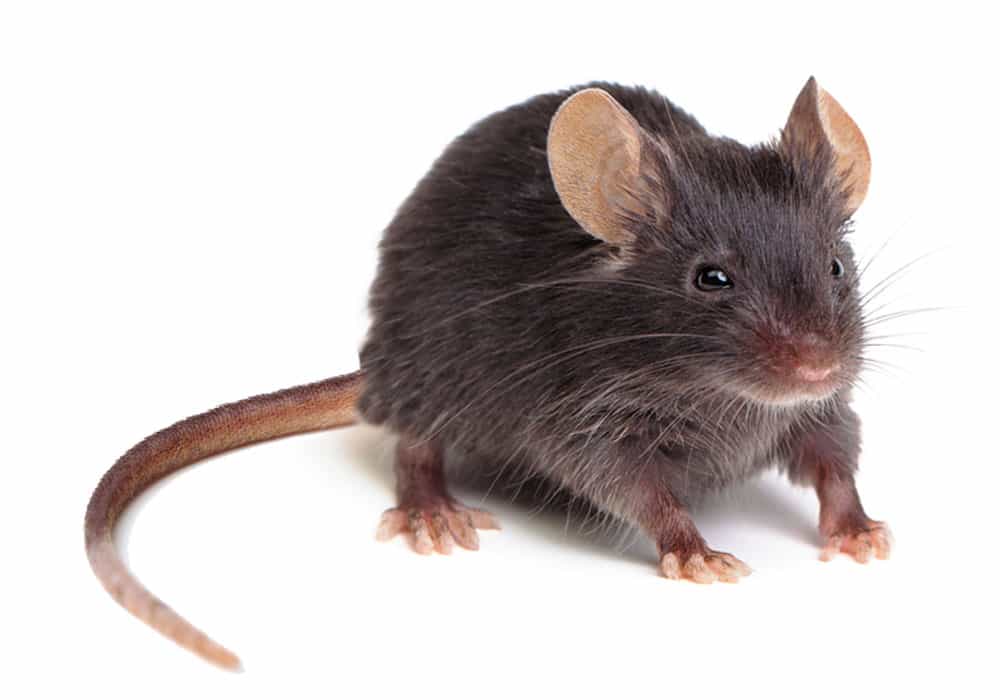 Mice & Rat Pest Control
