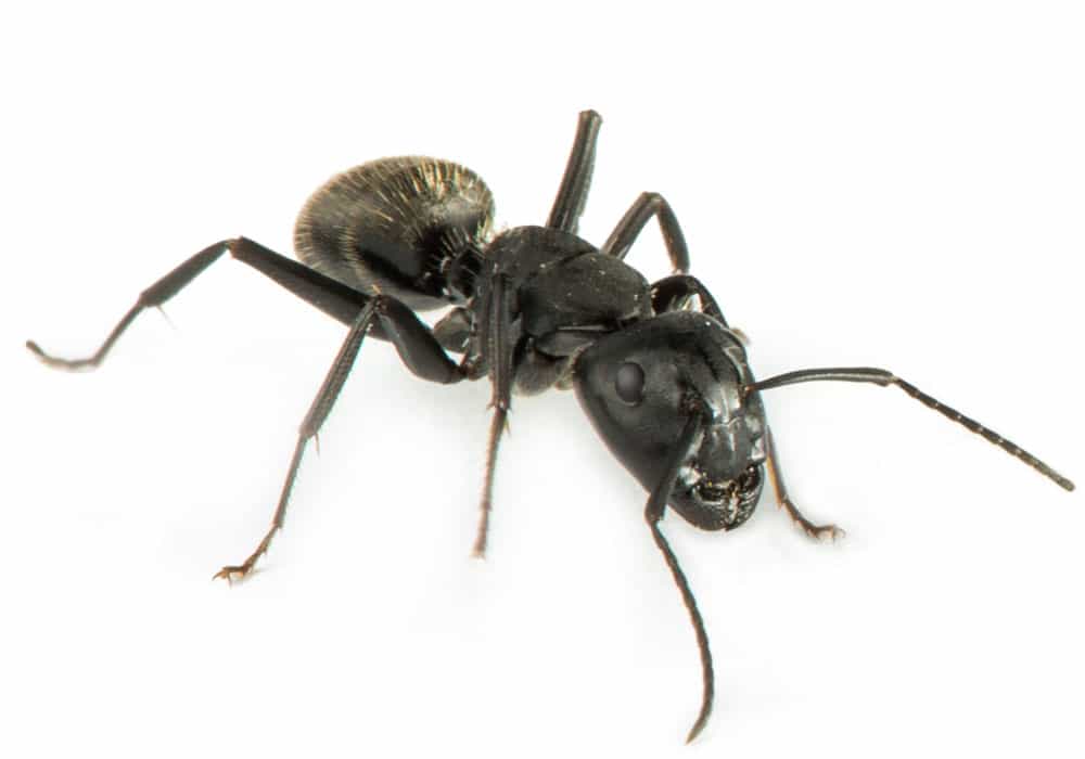 Sugar Ant Pest Control