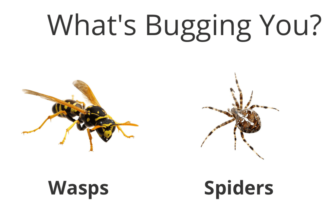 Pest Control in Battle Ground WA