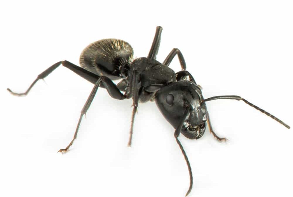 Sugar Ant Extermination in Vancouver