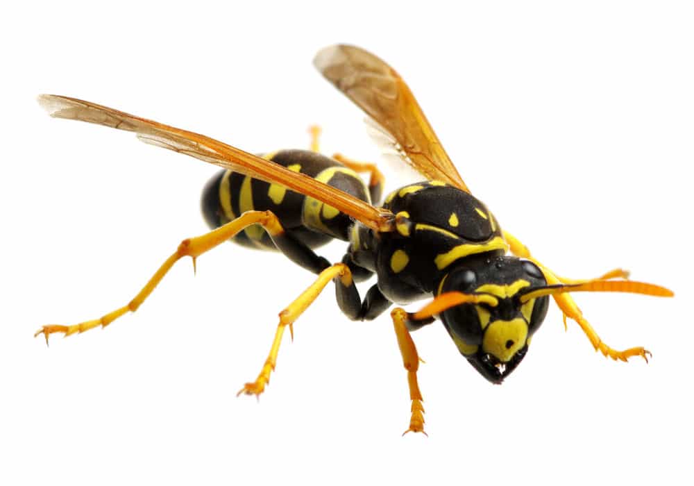 Wasp Pest Control