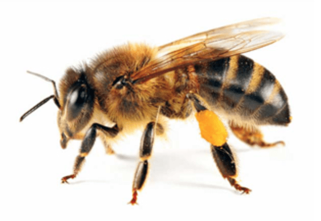 Carpenter Ant Pest Control in Portland OR and Vancouver WA