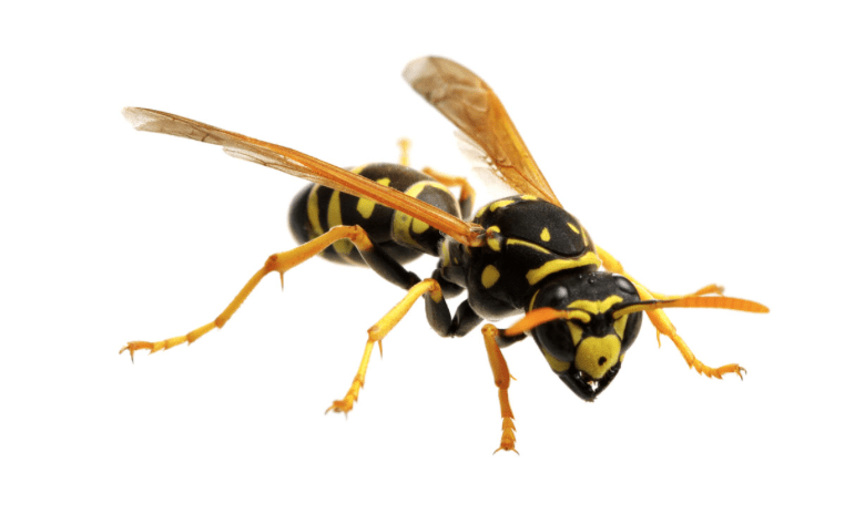 Wasp Removal Vancouver WA
