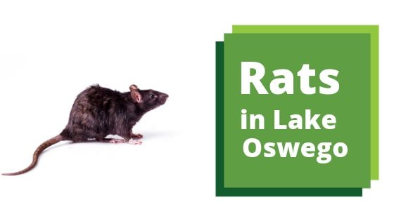 Rats in Lake Oswego