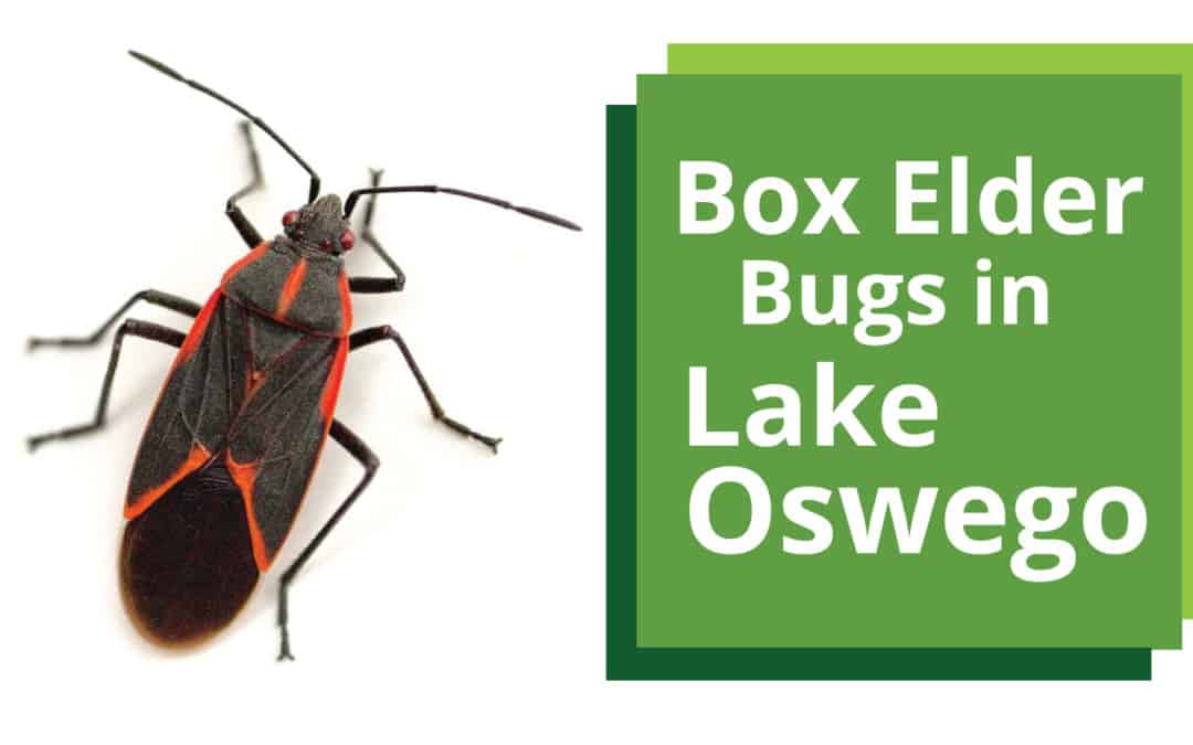 Box Elder Bugs In Lake Oswego