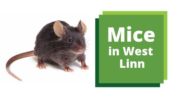 Mice in West Linn