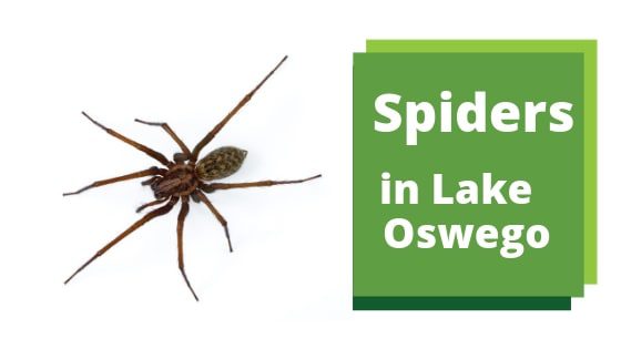 Spiders in Lake Oswego