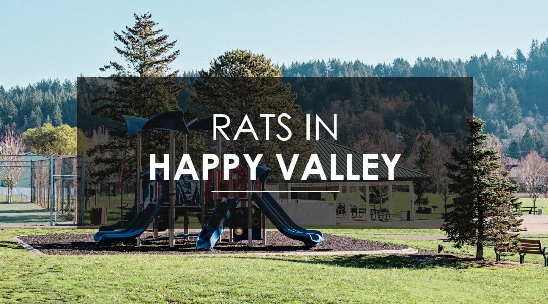 Rat Control in Happy Valley