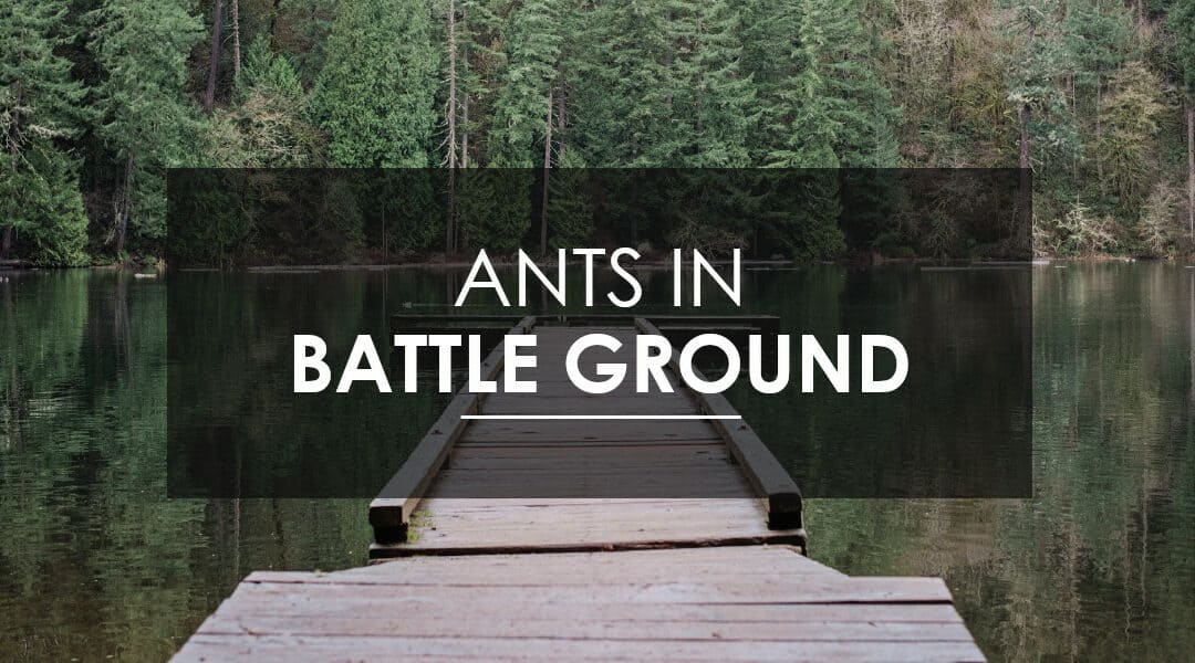 Ant Control in Battle Ground