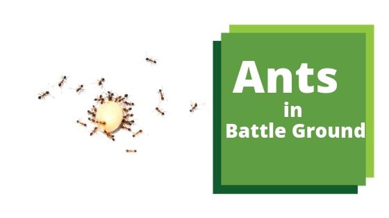 Ant Control in Battle Ground