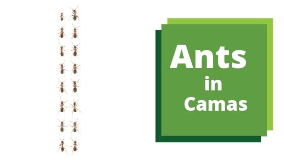 Sugar Ant Extermination In Camas