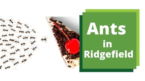 Ridgefield Sugar Ant Control
