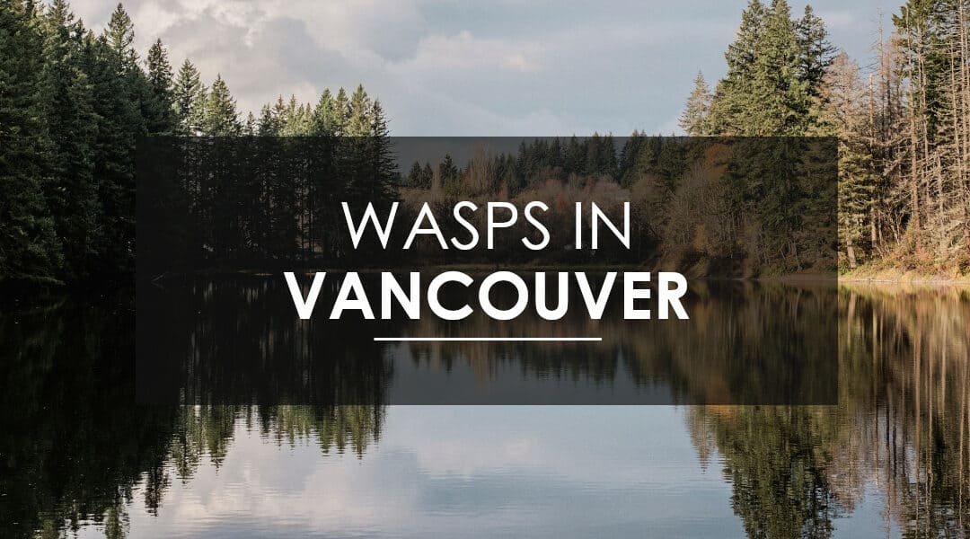 What to know about wasps, hornets, and yellow jackets in Vancouver