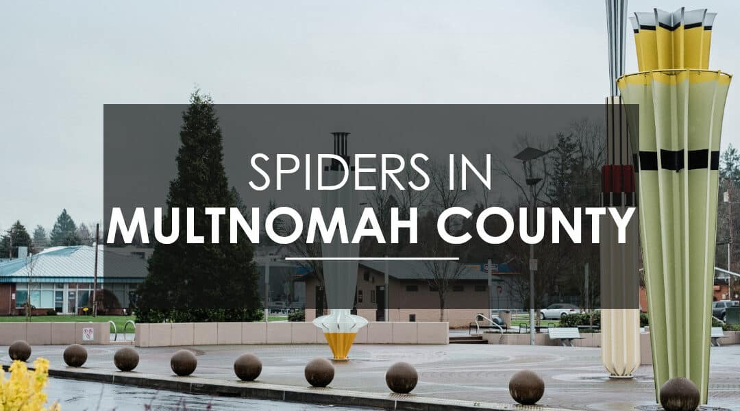 Effective Kid- and Pet-Friendly Spider Control In Multnomah County