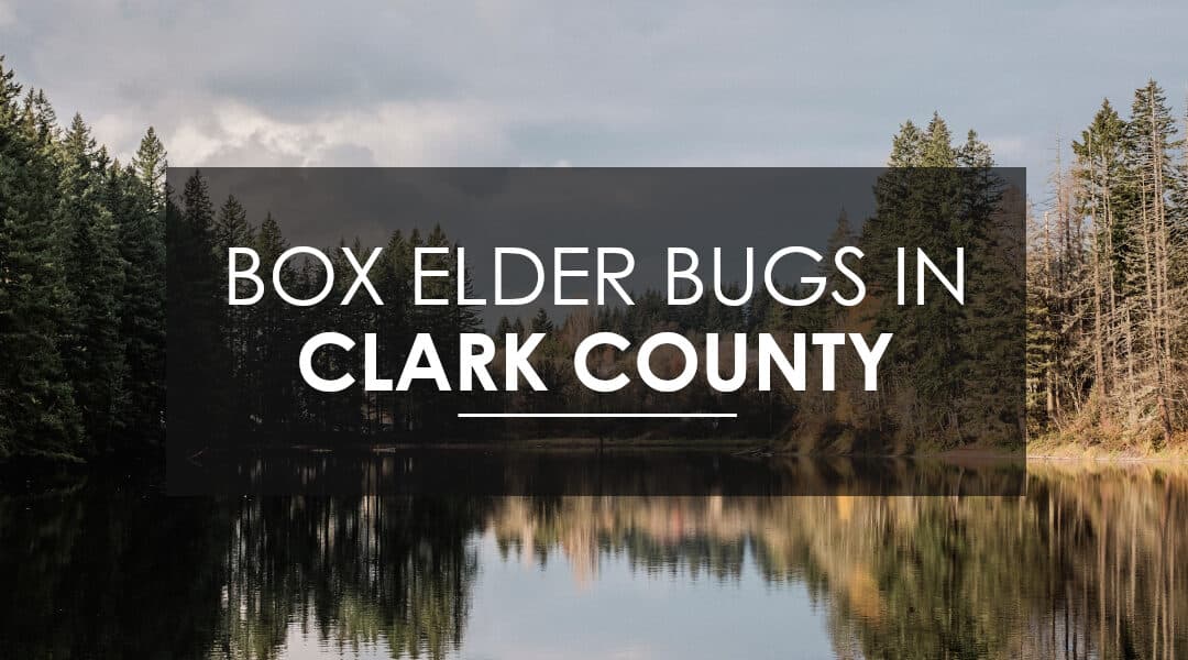 Exterminating Boxelder and Stink Bugs In Clark County
