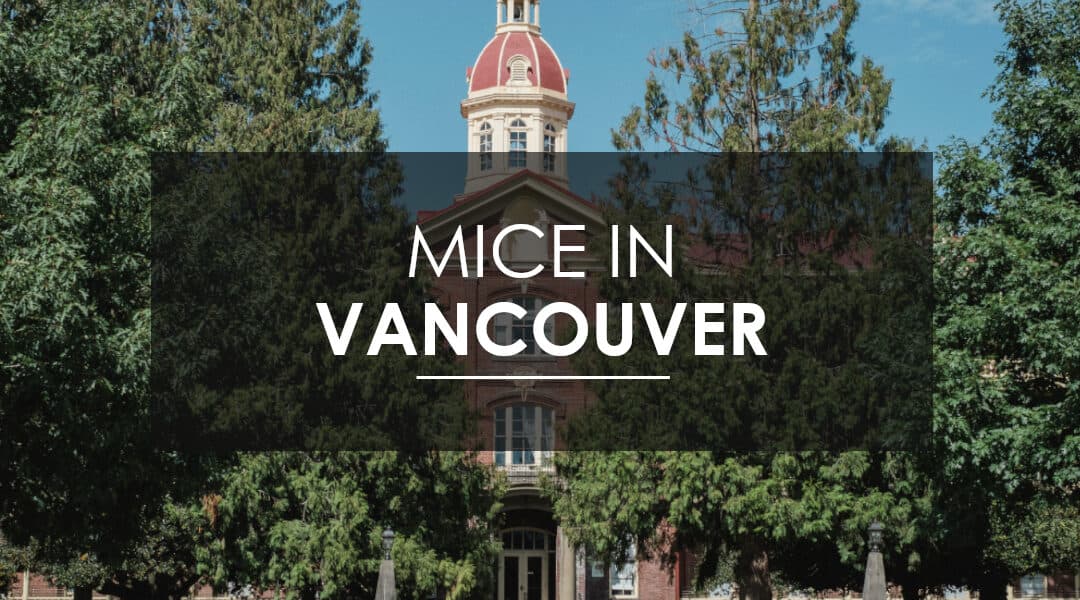 Mice Extermination In Vancouver, WA