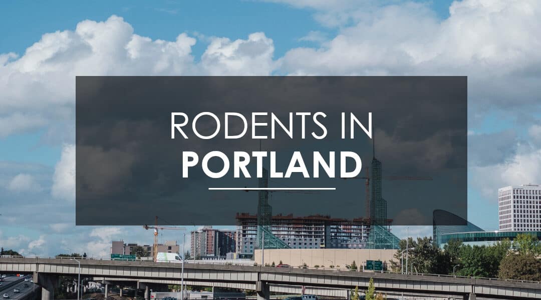 Mice and Rat Extermination in Portland, OR