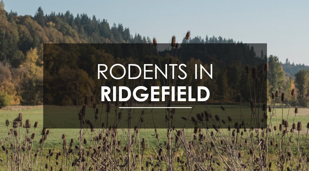 Mice and Rat Extermination In Ridgefield, WA