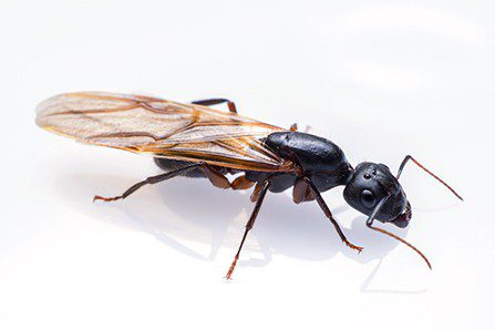 Sugar Ant Up-Close View in Portland OR and Vancouver WA Sugar Ant Up-Close View in Portland OR and Vancouver WA
