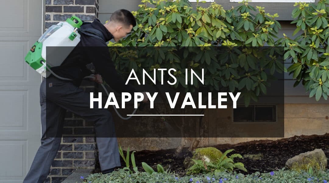 Sugar Ant Extermination in Happy Valley
